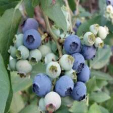 蓝莓苗培育